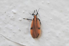 Lycomorphodes