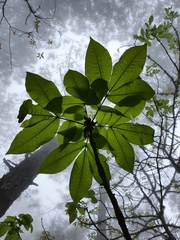 Carya ovata mexicana