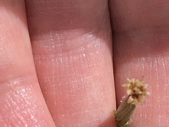 Arrhenechthites mixtus