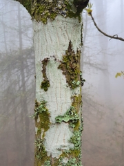Carya ovata mexicana