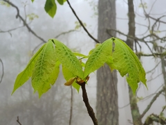 Carya ovata mexicana