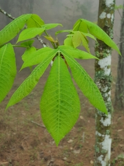 Carya ovata mexicana