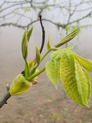 Carya ovata mexicana