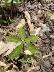 Parthenocissus quinquefolia