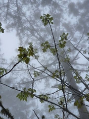 Carya ovata mexicana