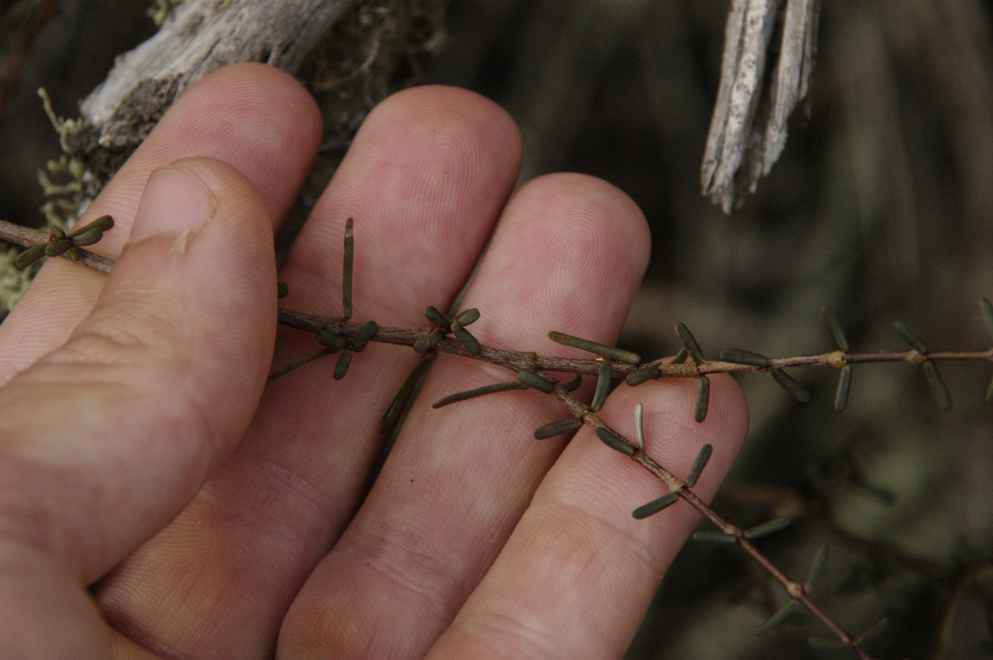 Euphorbia viminea
