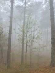 Carya ovata mexicana