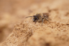 Colletes cunicularius