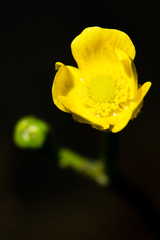 Ranunculus flabellaris