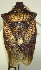 Mormidea notulata