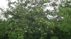 Grewia occidentalis occidentalis
