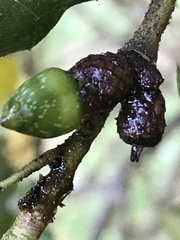 Callirhytis carmelensis