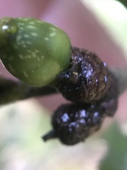 Callirhytis carmelensis