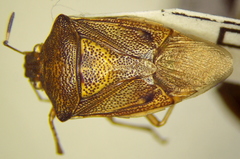 Mormidea ypsilon