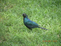 Lamprotornis purpuroptera