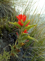 Castilleja fissifolia