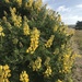Coastal Bush Lupine - Photo (c) Tiffa Theden, some rights reserved (CC BY-NC), uploaded by Tiffa Theden