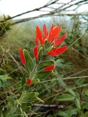 Castilleja fissifolia