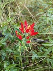 Castilleja fissifolia
