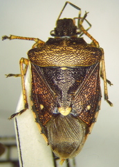 Mormidea discoidea