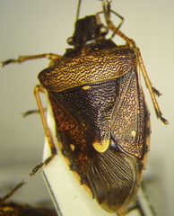 Mormidea discoidea