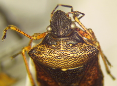 Mormidea discoidea