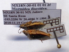 Mormidea discoidea