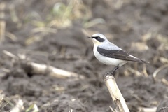 Northern Wheatear photo 4