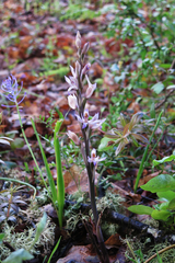 Limodorum trabutianum