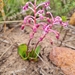 Fynbos African Hyacinth - Photo (c) nancyd, some rights reserved (CC BY-NC), uploaded by nancyd