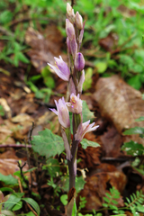 Limodorum trabutianum