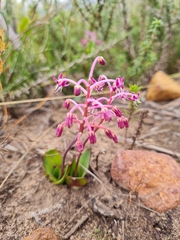 Ledebouria ovalifolia