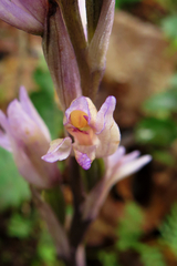 Limodorum trabutianum