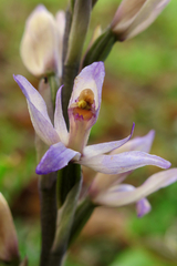 Limodorum trabutianum