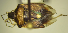 Mormidea notulata