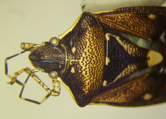 Mormidea notulata