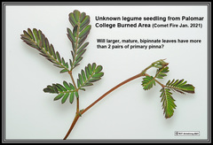 Paraserianthes lophantha