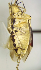 Mormidea notulata