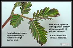 Paraserianthes lophantha