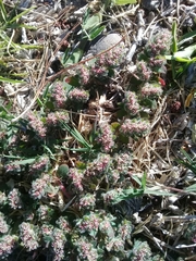 Euphorbia velleriflora