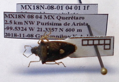 Mormidea notulata