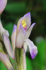 Limodorum trabutianum