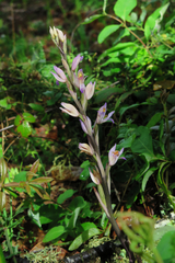 Limodorum trabutianum