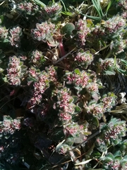 Euphorbia velleriflora