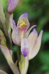 Limodorum trabutianum