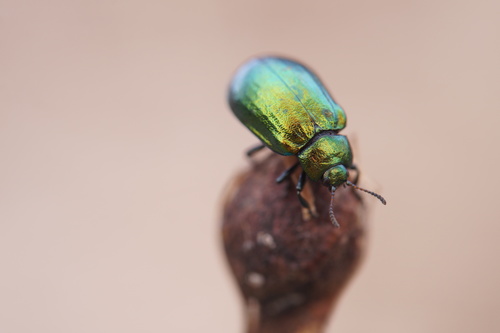 Žaliasis Girinukas nuotrauka