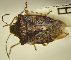 Mormidea notulata