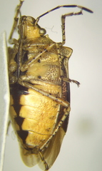 Mormidea notulata