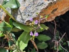 Commelineae