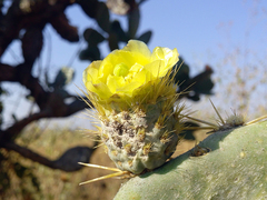 Opuntia velutina